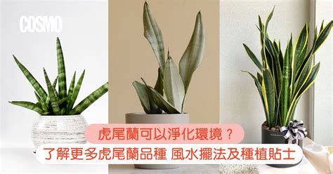 虎尾蘭的功用|虎尾蘭｜助淨化家居環境？一文了解品種/風水擺法及 